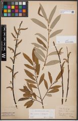 Foto von Salix cinerea L. x Salix eleagnos Scop.